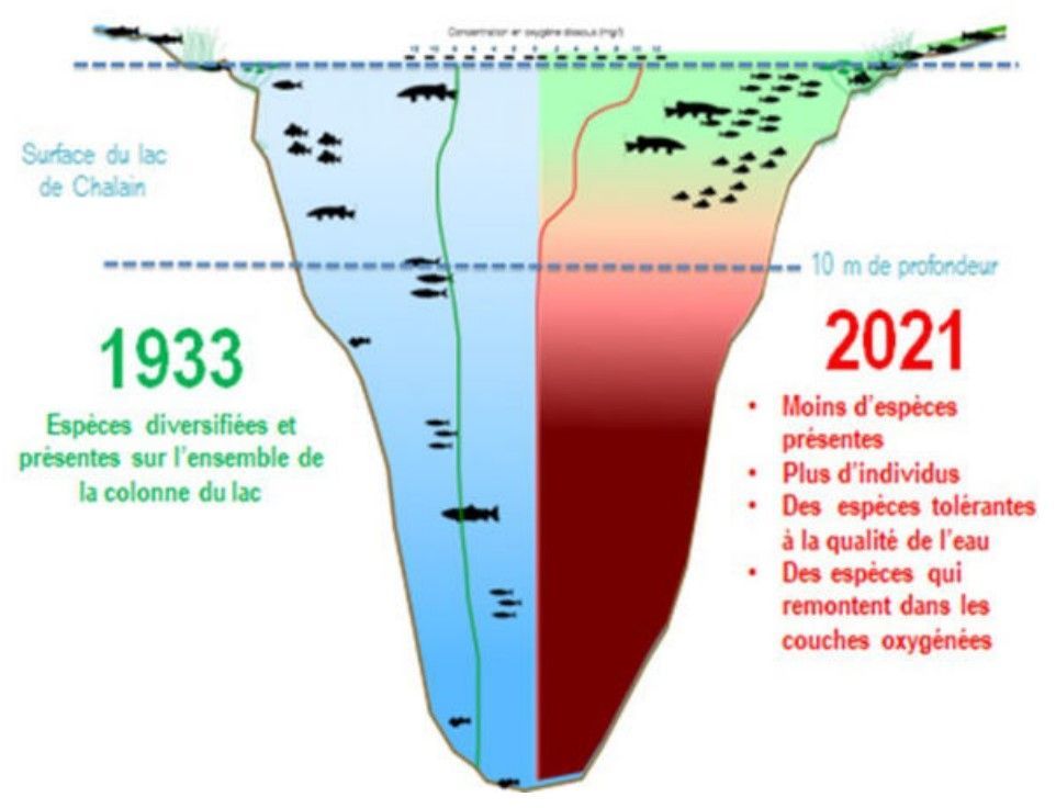 Evolution du peuplement piscicole dans le lac de Chalain entre 1933 et 2021